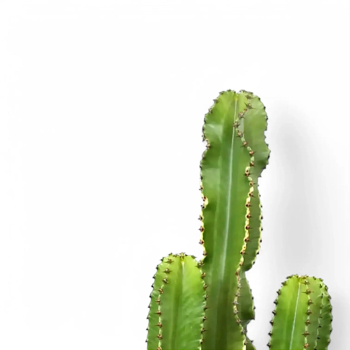 Euphorbia abyssinica var. erythraeae on white background