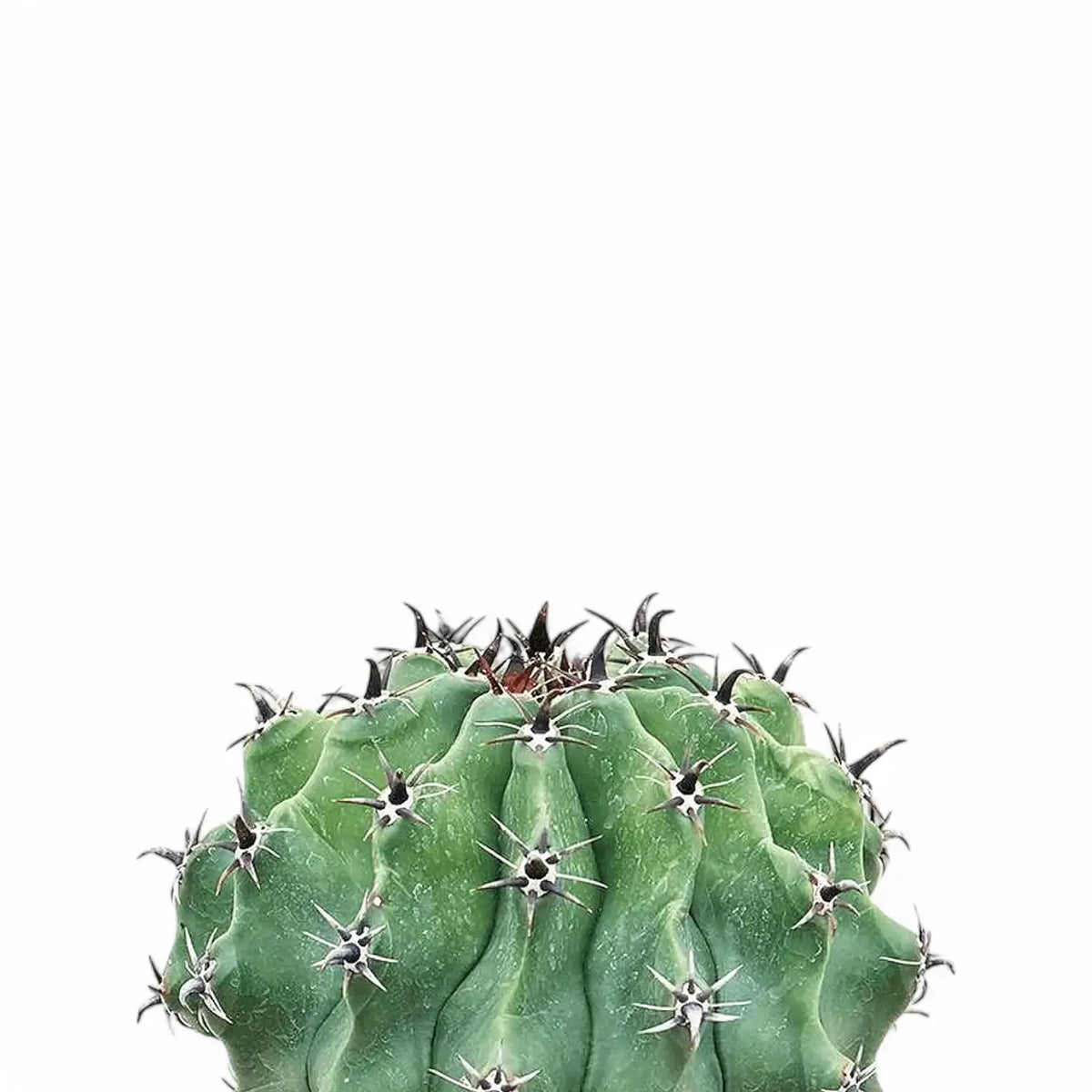 Ferocactus plant close up on white backrounf