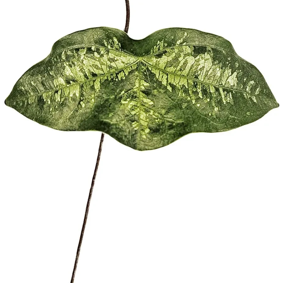 Close up of a single Passiflora coriacea leaf on a vine