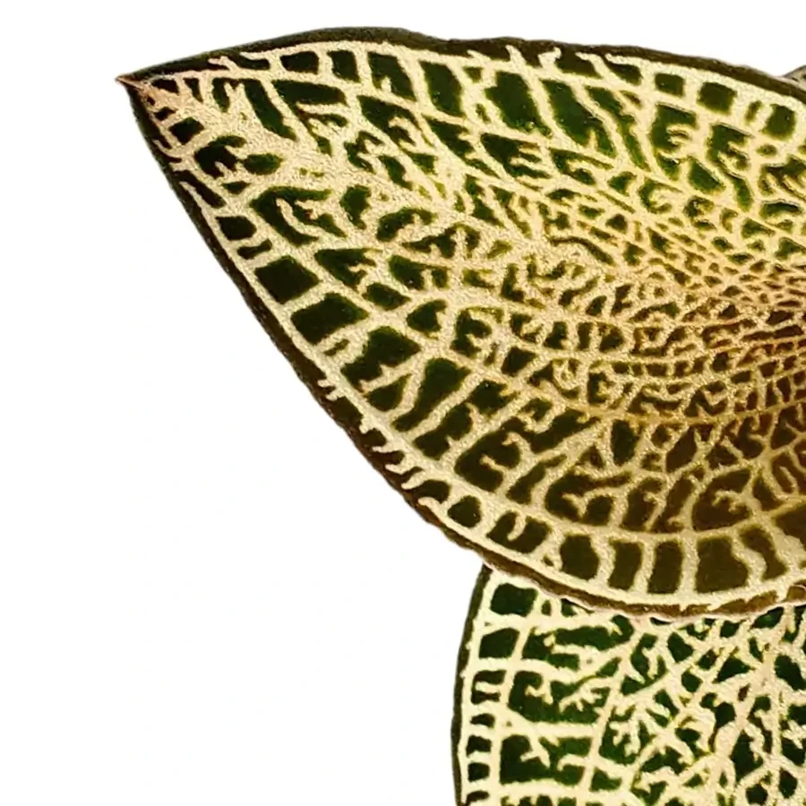Close up of intricate leaf patterns of an Anoectochilus plant on white background