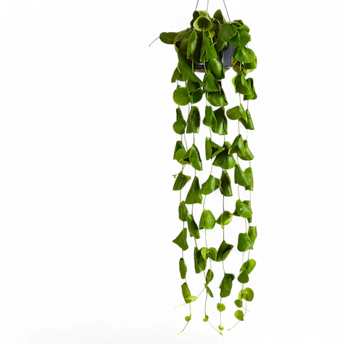 Dischidia platyphylla hanging plant on white background