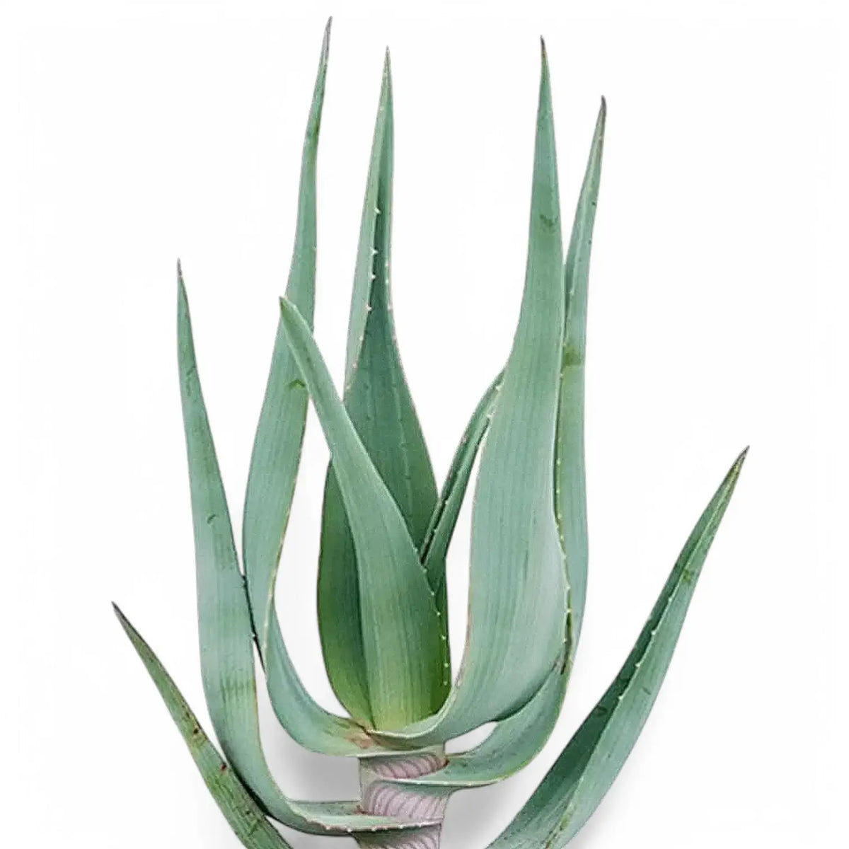 Close up of Aloe comosa plant on white background