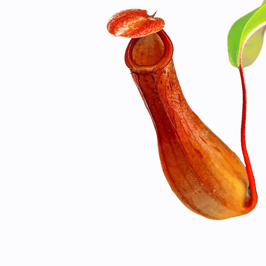 Close up of Nepenthes x ventrata pitcher plant on white background