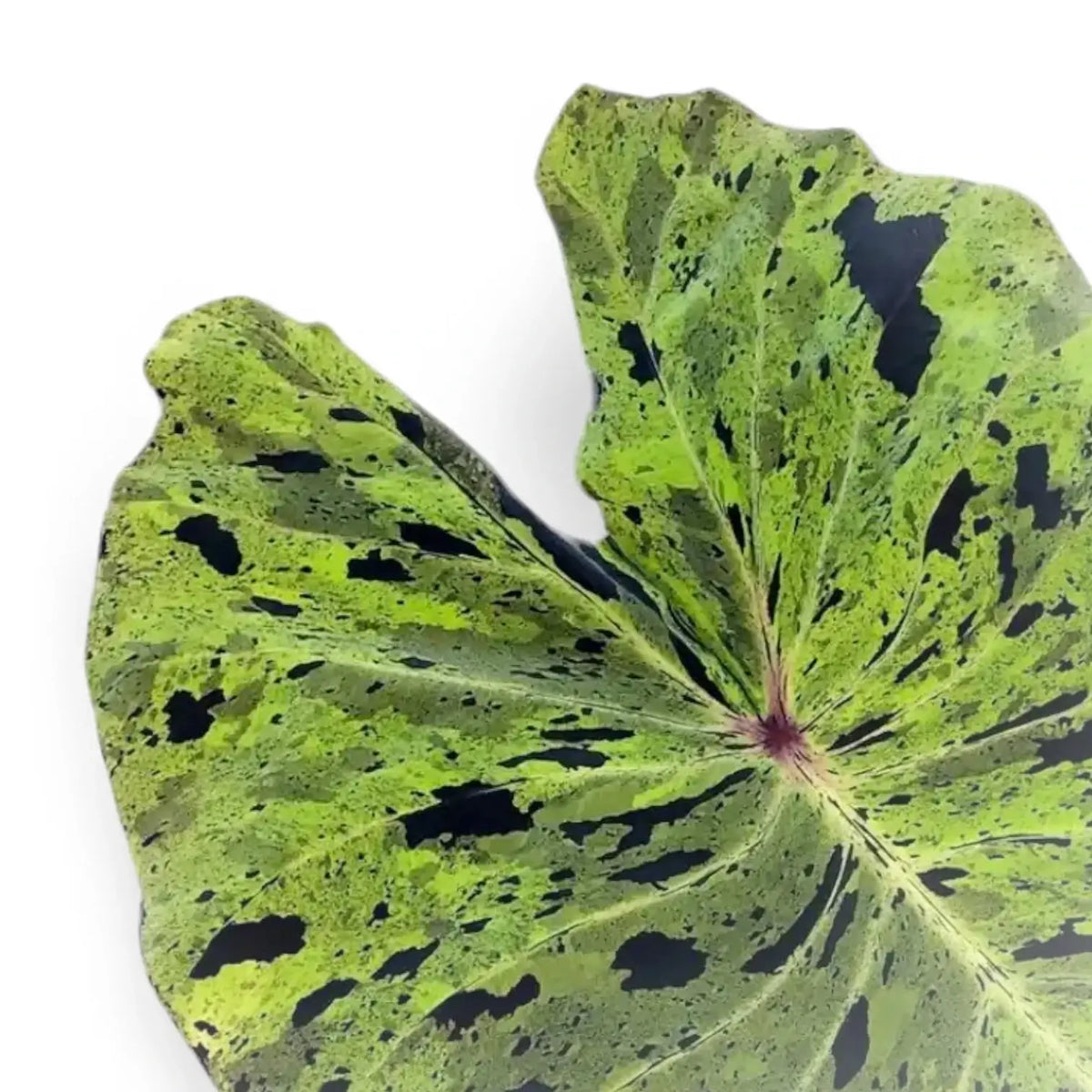 Nahaufnahme eines gesprenkelten Blatts von Colocasia 'Mojito' vor weißem Hintergrund