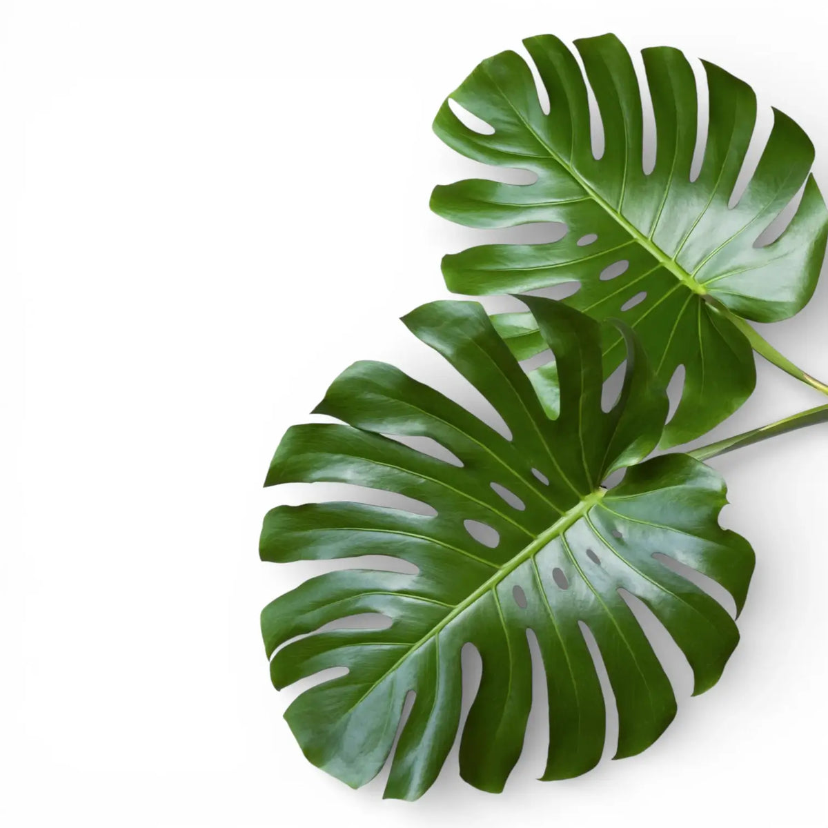 Monstera-deliciosa-Blätter mit tiefen Einschnitten und Fenstern vor weißem Hintergrund