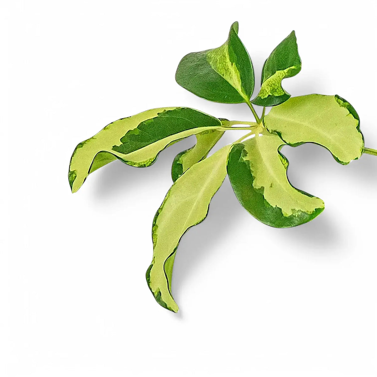 A variegated leaf of Heptapleurum Schefflera arboricola Charlotte on a white background