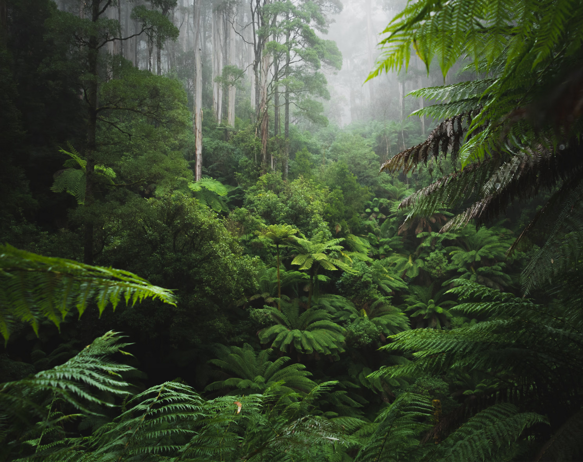 Dense forest with tall trees and ferns in a misty atmosphere
