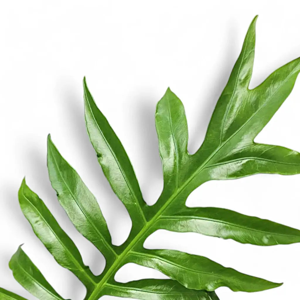 Close-up of a green Alocasia brancifolia  leafon a white background