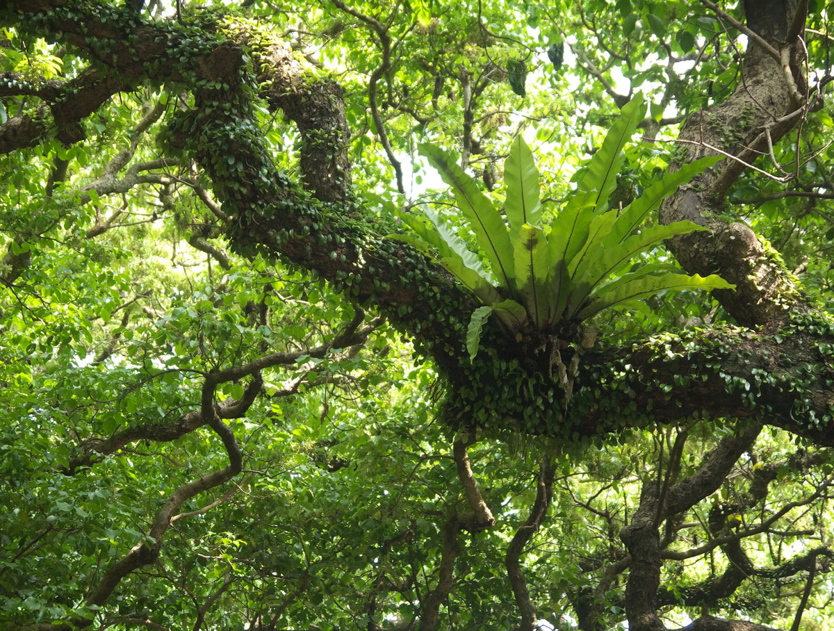 Large green fern plant hanging from a tree in a dense forest