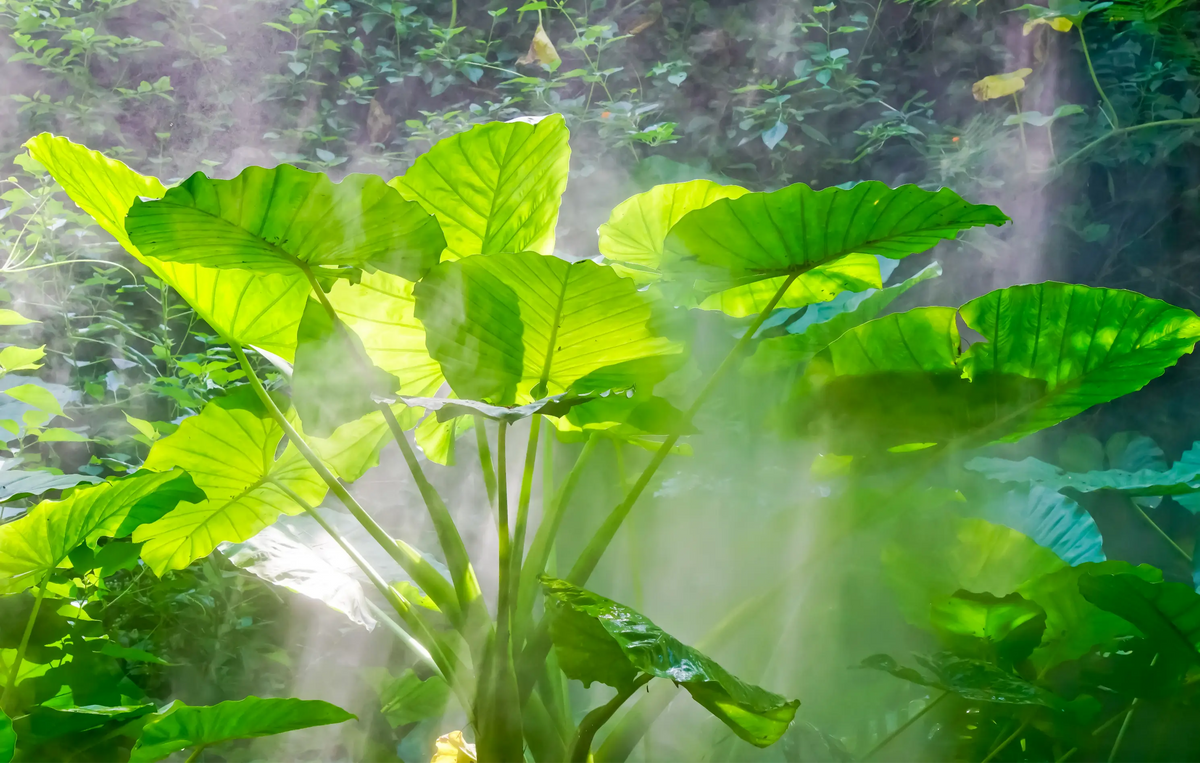 Large green leaves with a blurred natural background