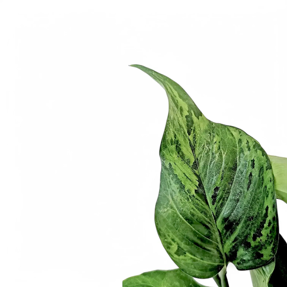 Close-up of a green leaf with a white background