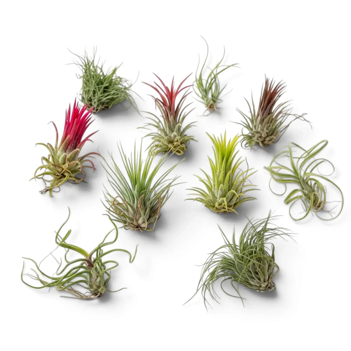 Top view of ten Tillandsia air plants with curled, spiky and red-tipped foliage