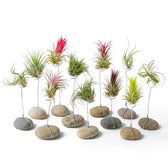 Assorted Tillandsia air plants displayed on small stone and wire stands