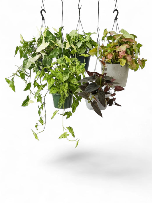 Syngonium growth habit comparison with support-grown foliage