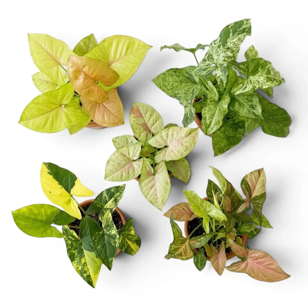 Five Syngonium varieties with variegated leaves on a white background