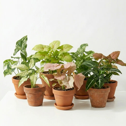 Syngonium grown with longer stems and arrowhead foliage