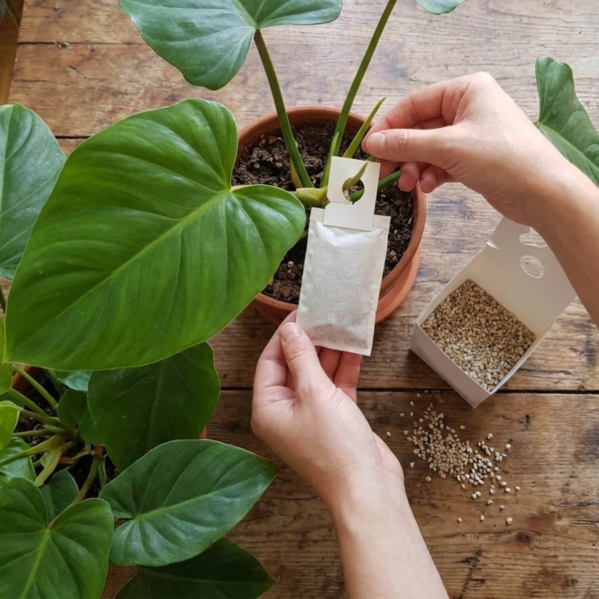 Person holding a small packet of beneficial insects over a potted plant on a wooden surface.
