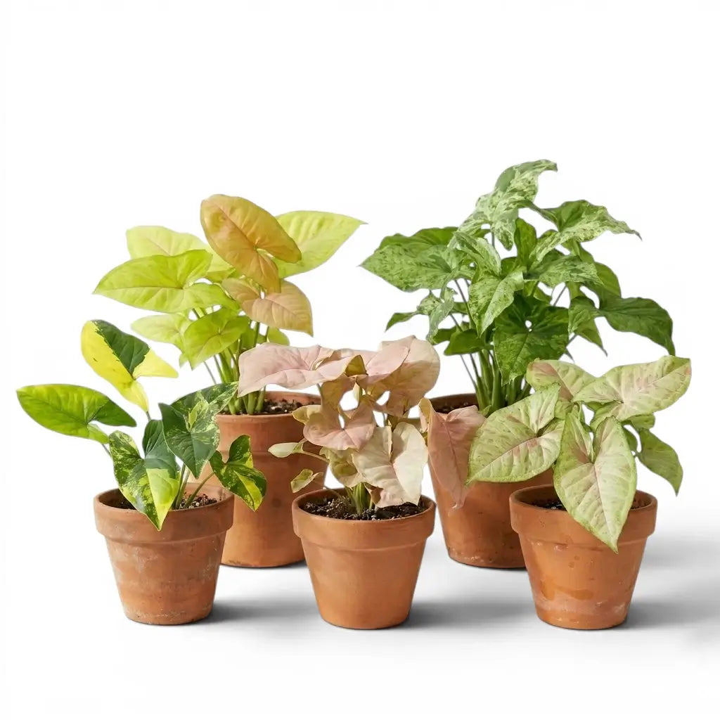 Five Syngonium varieties potted in terracotta pots on a white background