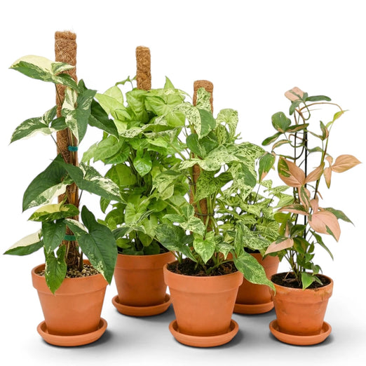 Compact Syngonium foliage in an indoor pot