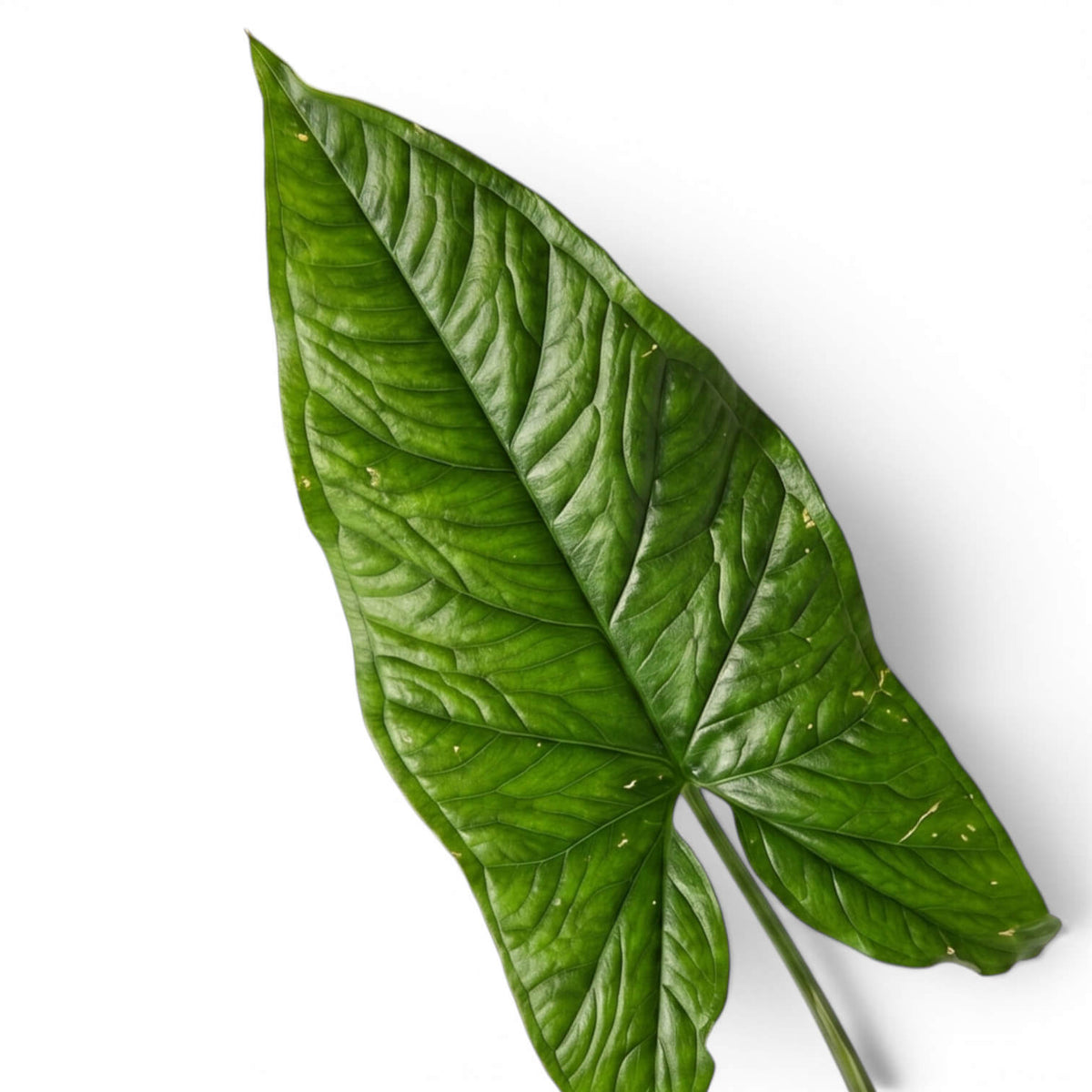 Syngonium steyermarkii  leaf on a white background