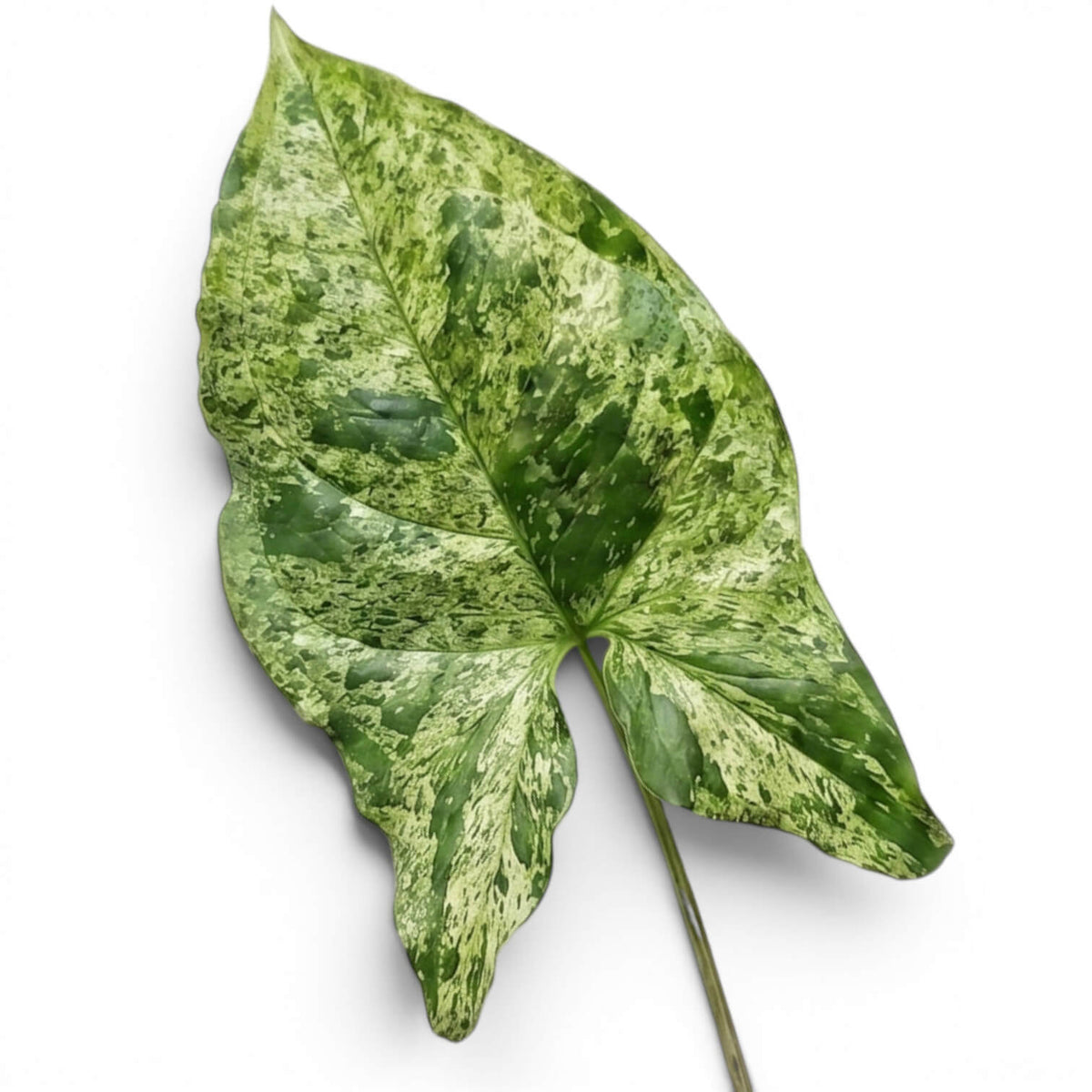 Variegated leaf of Syngonium podophyllum 'Mottled' on a white background