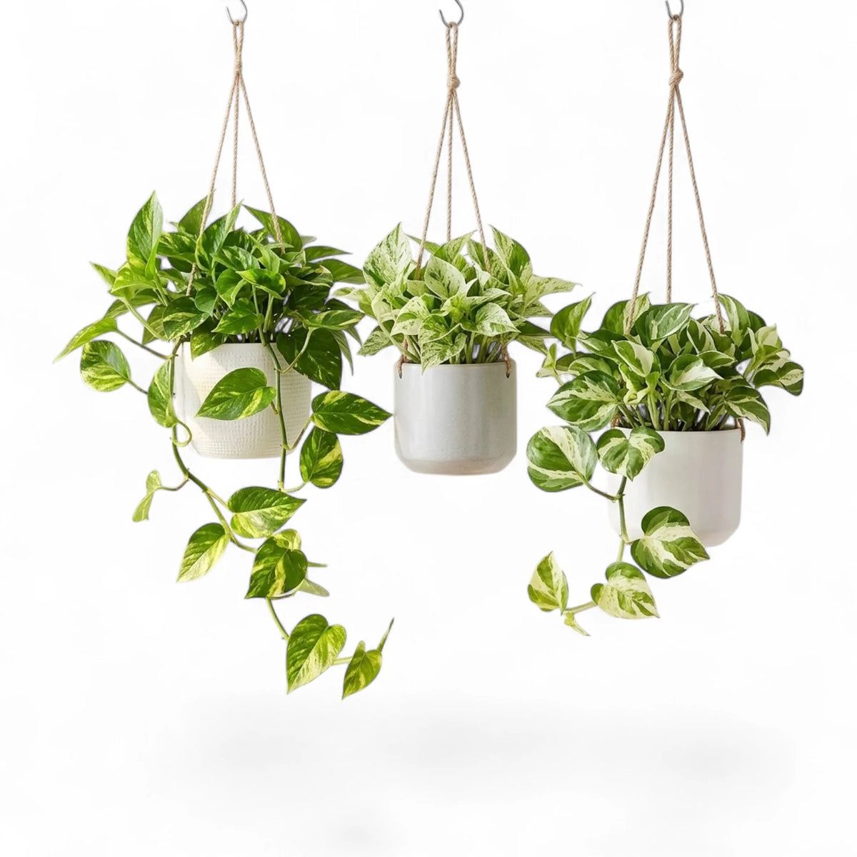 Three hanging potted Epipremnum aureum varieties with white pots on a white background
