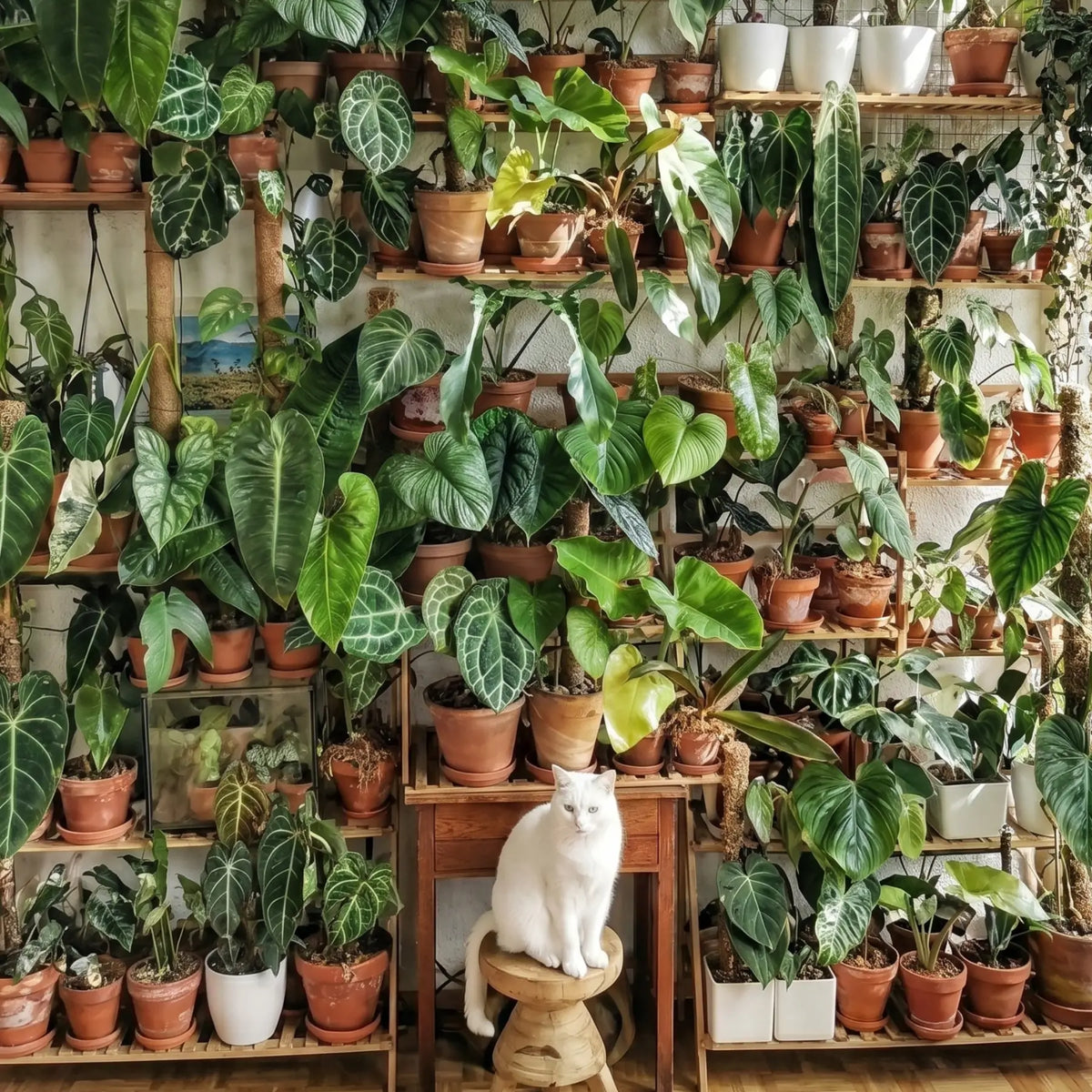 White cat sitting on a stool surrounded by various potted plants in a room.