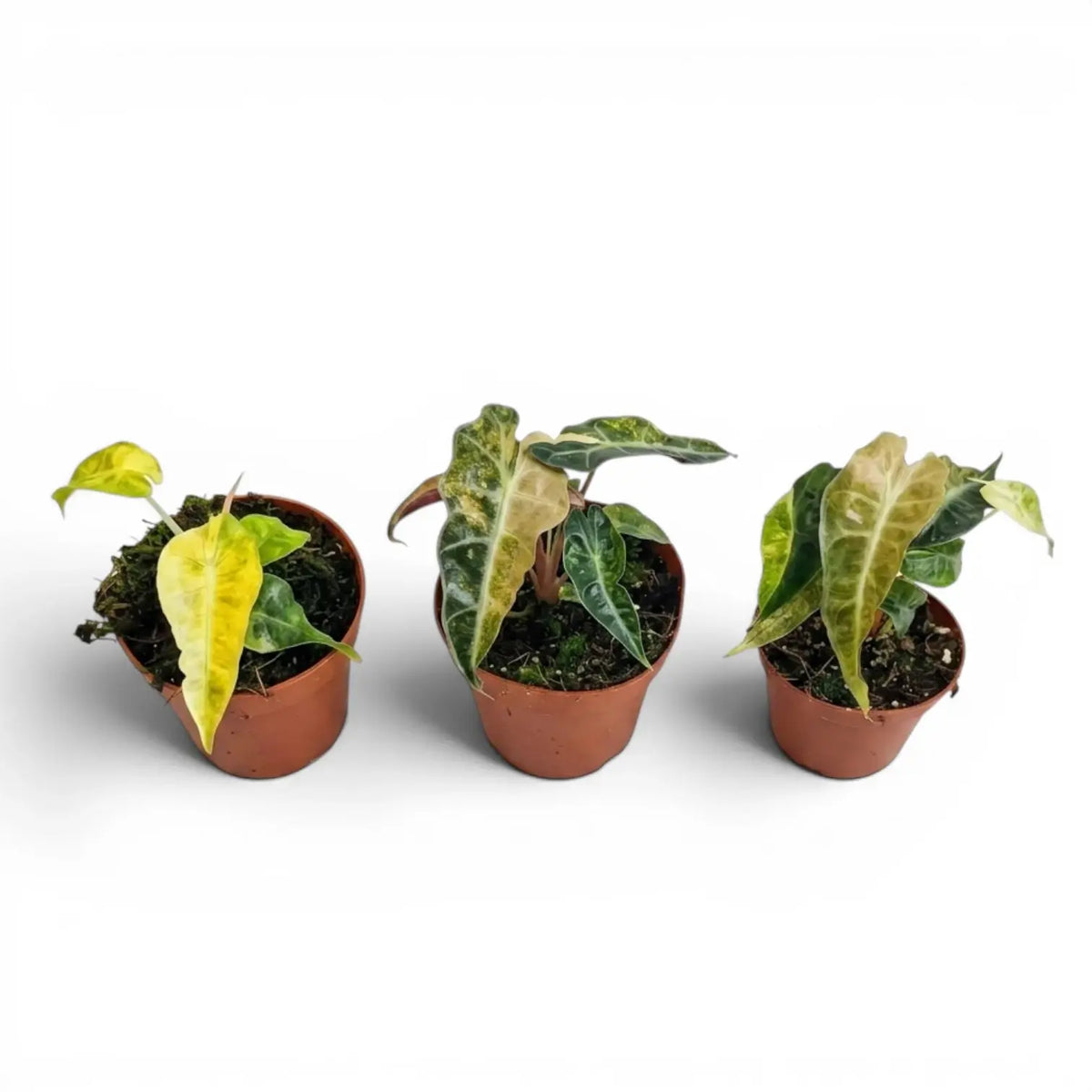 Three small Alocasia Polly aurea variegata  baby plants with yellow variegation on a white background