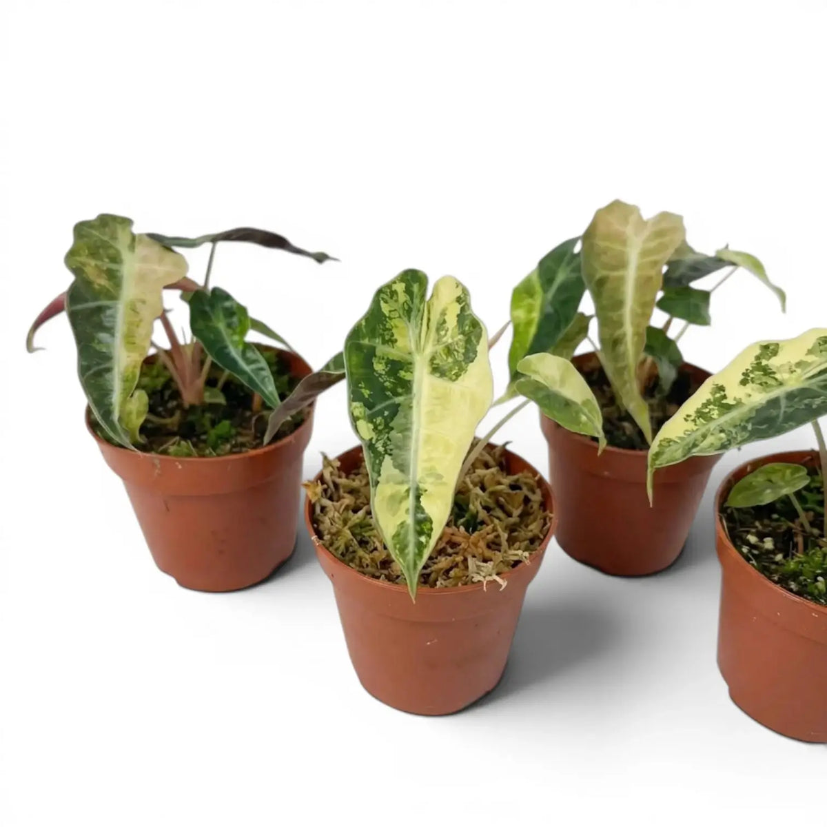 Four potted Alocasia Polly aurea variegata  plants with variegated leaves on a white background