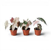 Three potted baby plants Alocasia Polly pink variegata with pink and green leaves on a white background