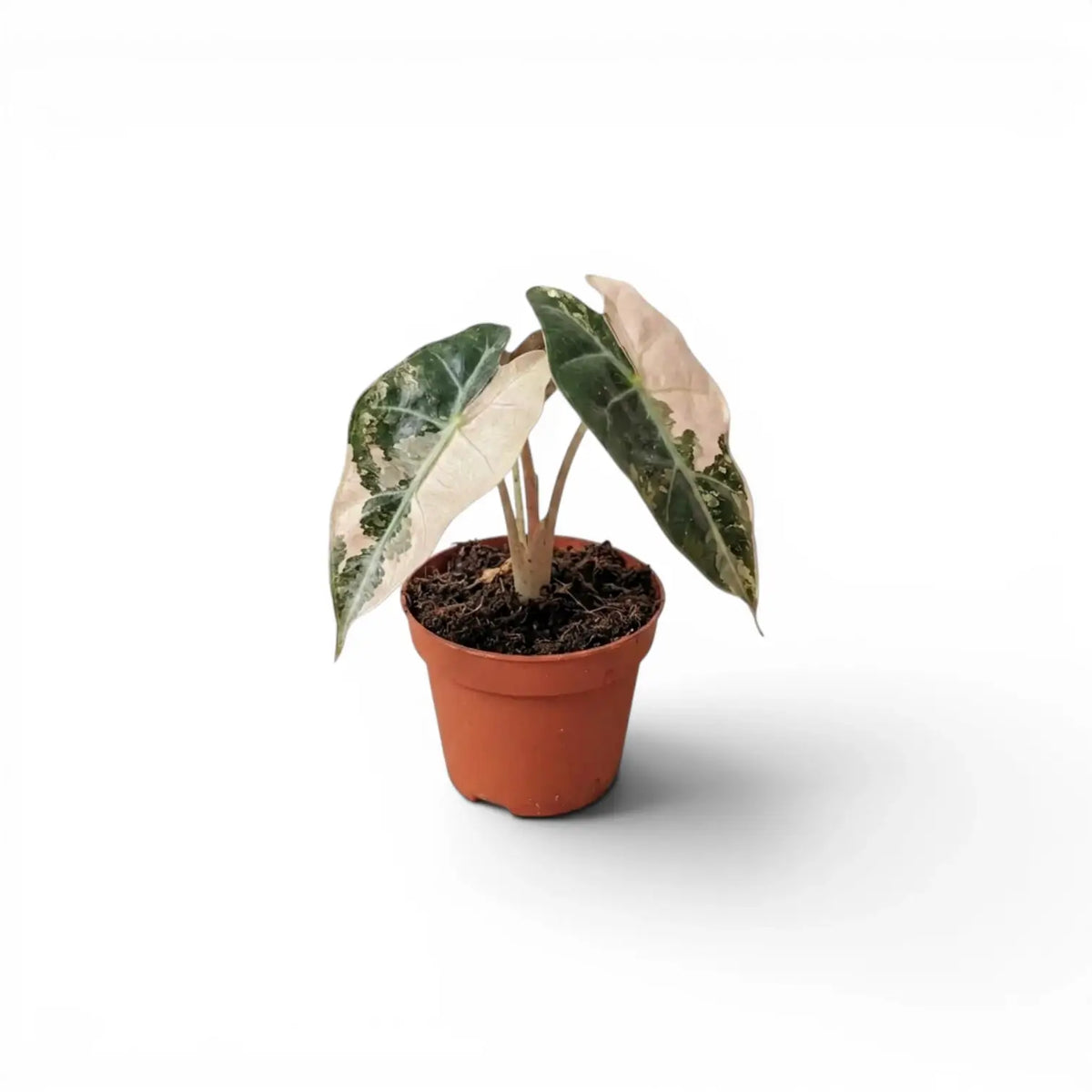 Potted baby plant Alocasia Polly pink variegata with pink leaves on a white background
