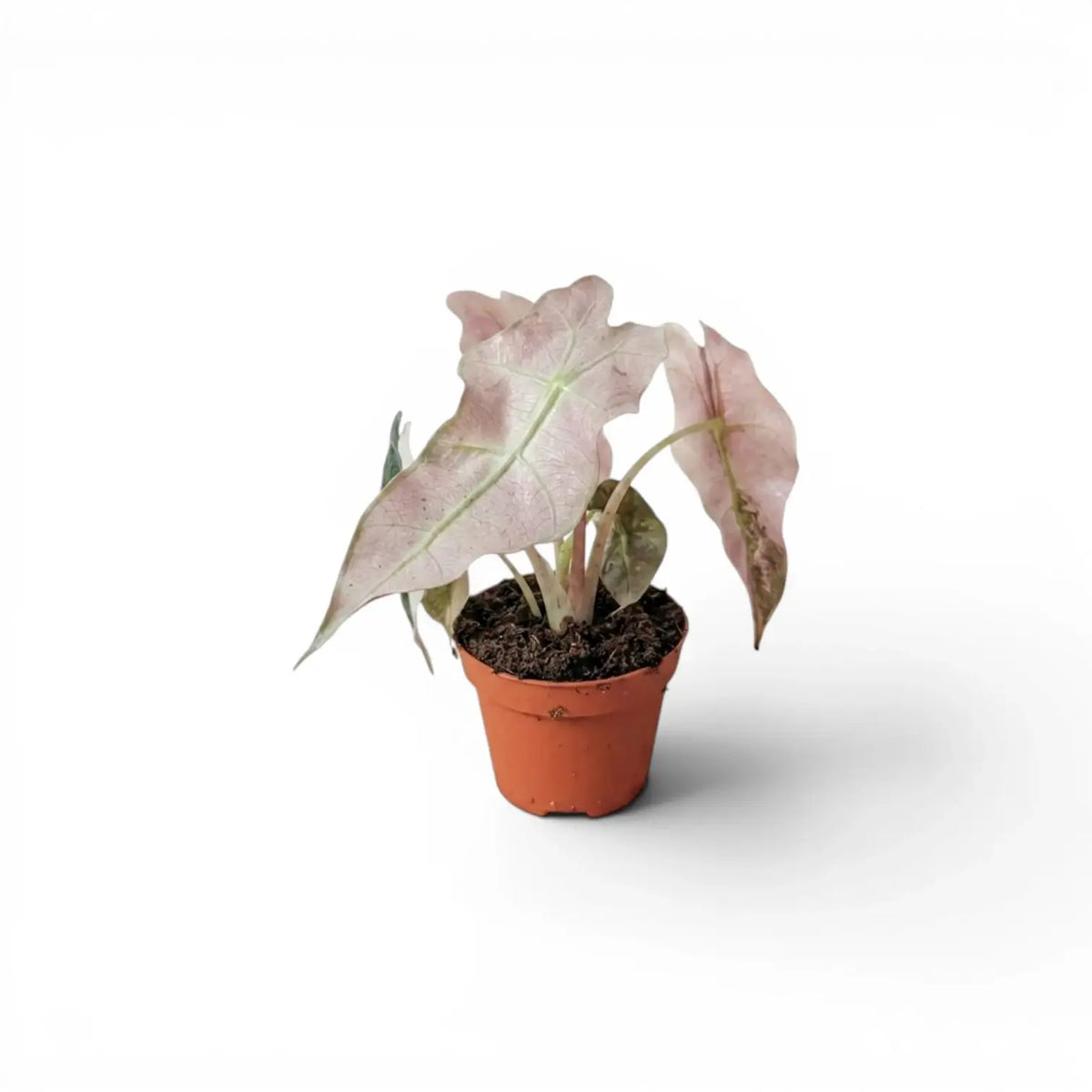 Potted baby plant Alocasia Polly pink variegata with pink leaves on a white background