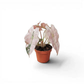 Potted baby plant Alocasia Polly pink variegata with pink leaves on a white background