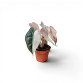 Potted baby plant Alocasia Polly pink variegata with pink leaves on a white background