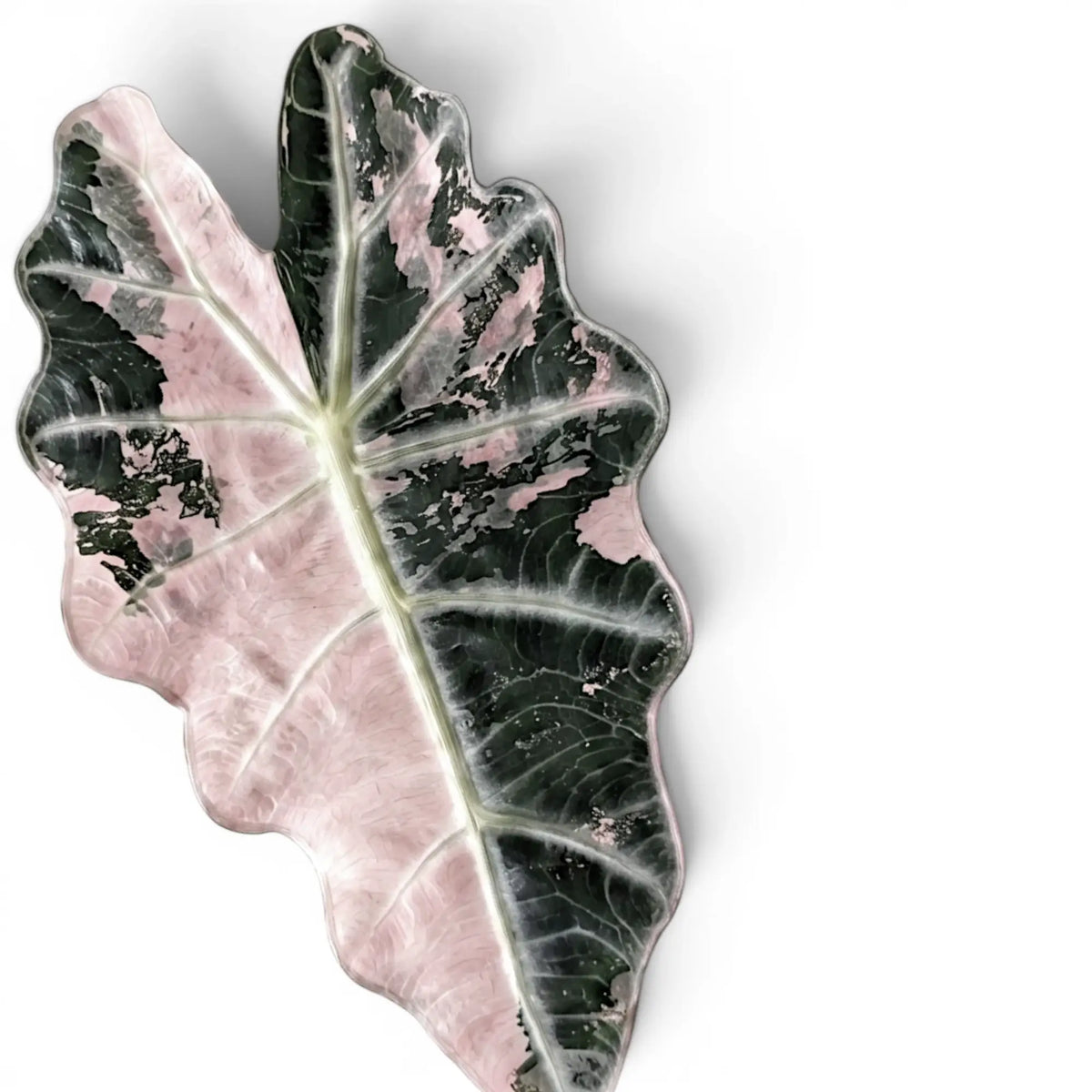 Close-up of a pink and green leaf of Alocasia Polly variegataon a white background