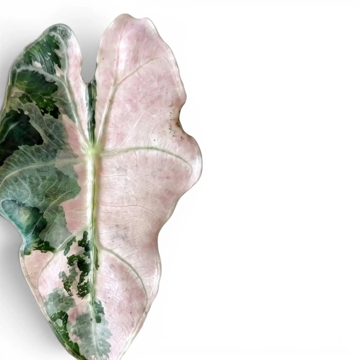 Close-up of a pink and green leaf of Alocasia Polly variegataon a white background