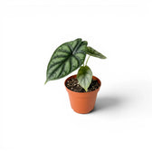 Alocasia baginda Dragon Scale baby plant in a nursery pot against a white background