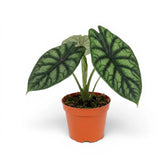 Medium Alocasia baginda 'Dragon Scale' plant in a nursery pot against a white background