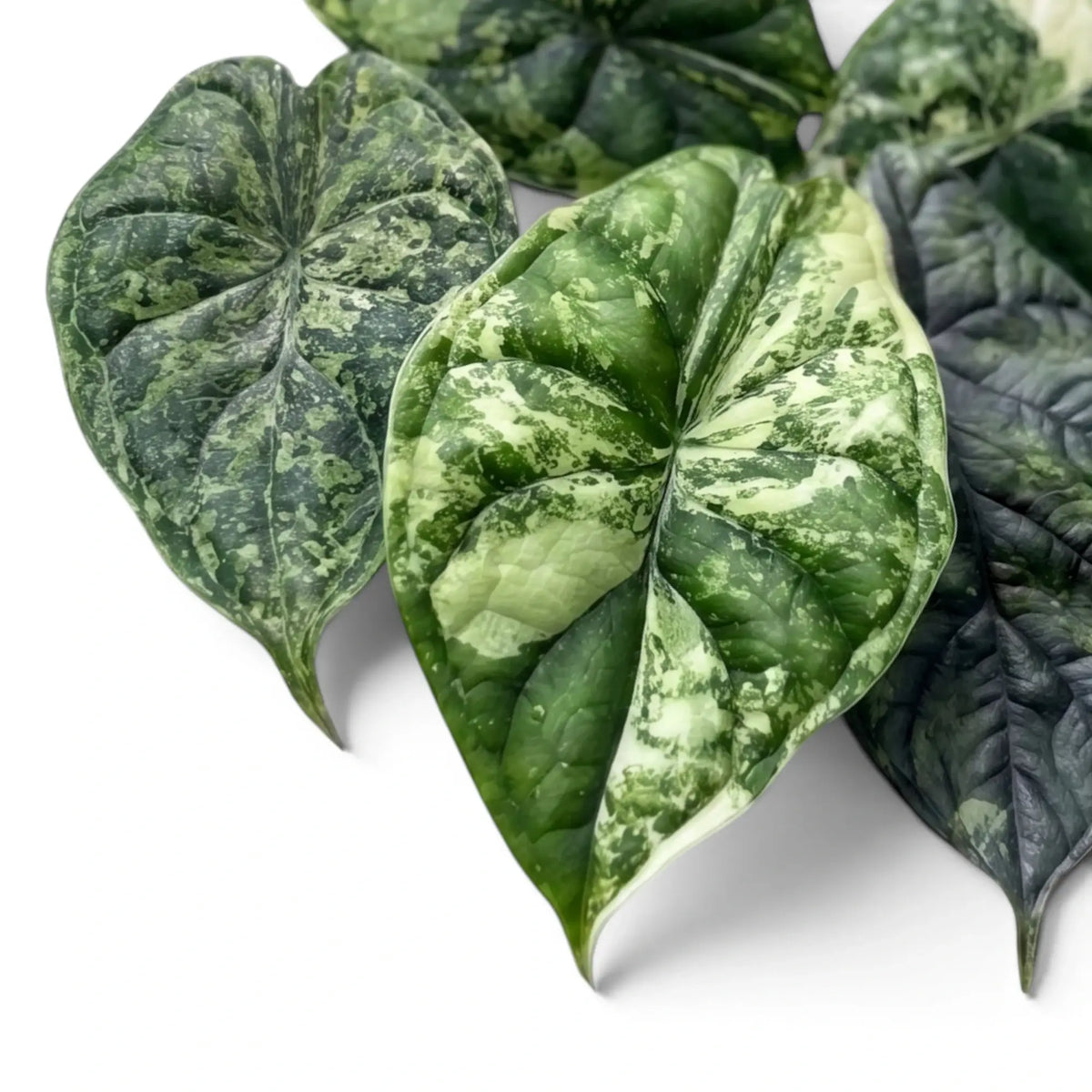 Alocasia Dragon Scale 'Mint'  patterened mottled leaves laid out on a white background