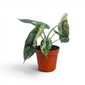 Medium potted Alocasia Dragon Scale 'Mint' plant with patterened mottled leaves on a white background