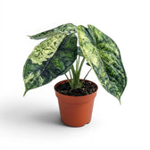 Potted Alocasia Dragon Scale 'Mint' plant with patterened mottled leaves on a white background
