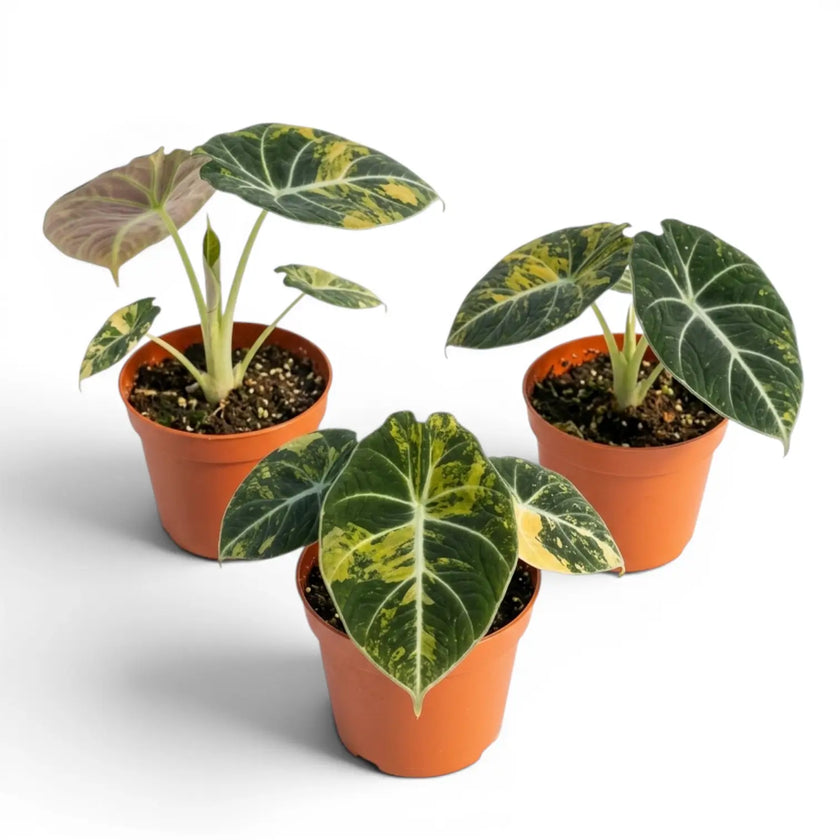 Three various specimens of small starter plants Alocasia reginula 'Black Velvet Gold' with golden variegation in  nursery pots on white backgrund