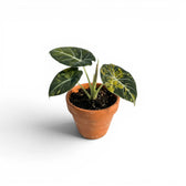 Alocasia reginula 'Black Velvet Gold' starter plant with golden variegation in a terracotta pot on white backgrund
