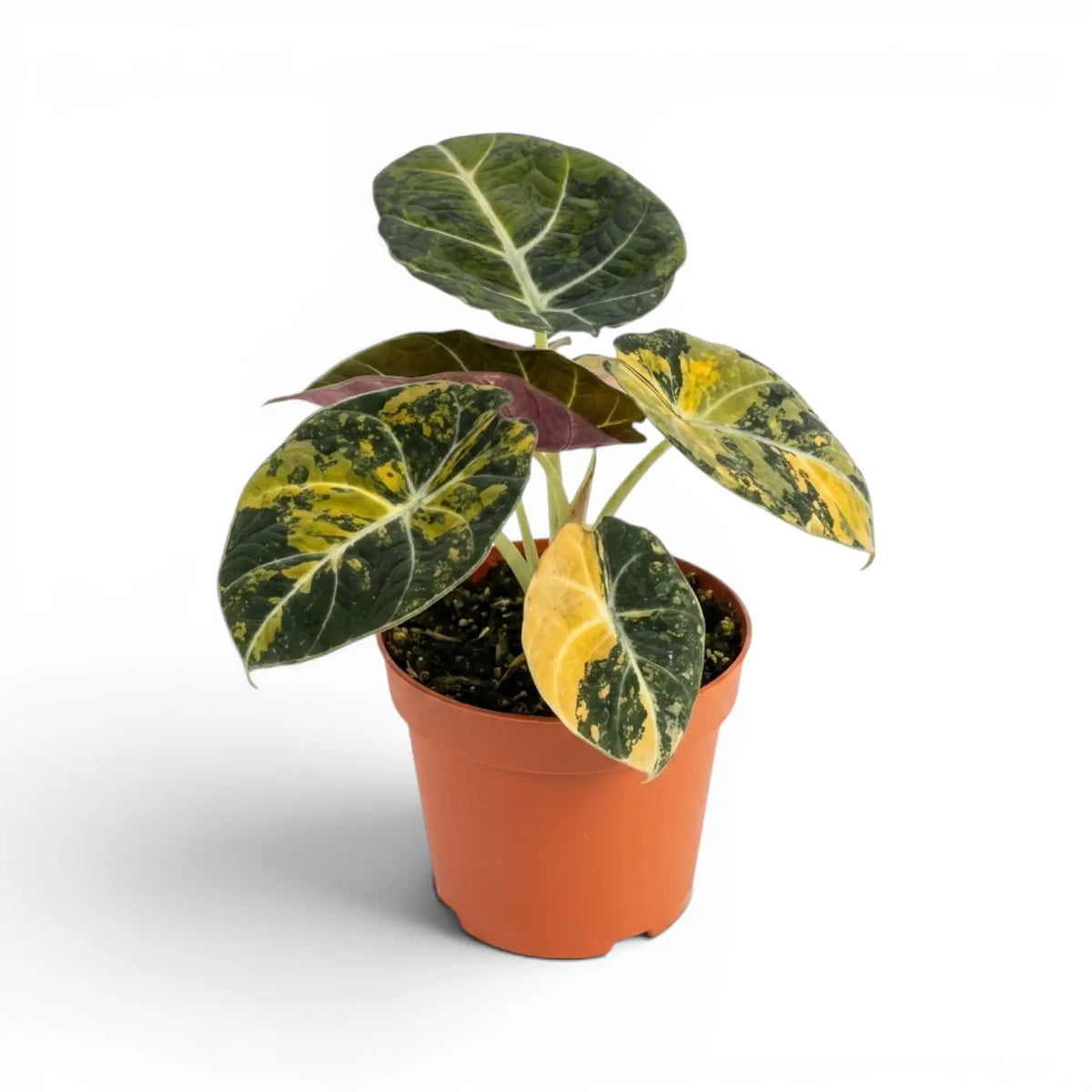 Alocasia reginula 'Black Velvet Gold' medium plant with golden variegation in a nursery pot on white backgrund