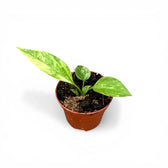 Anthurium vittarifolium variegata als Topfpflanze im Kulturtopf vor weißem Hintergrund.