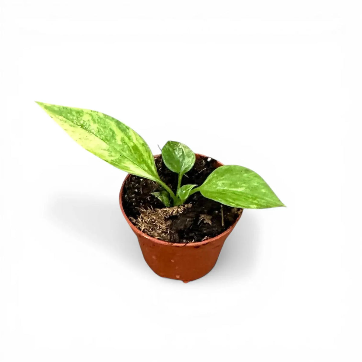 Anthurium vittarifolium variegata als Topfpflanze im Kulturtopf vor weißem Hintergrund.