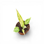 Anthurium vittarifolium variegata als Topfpflanze im Kulturtopf vor weißem Hintergrund.