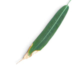 Schmales grünes Blatt mit einer großen trockenen braunen Stelle an der Spitze