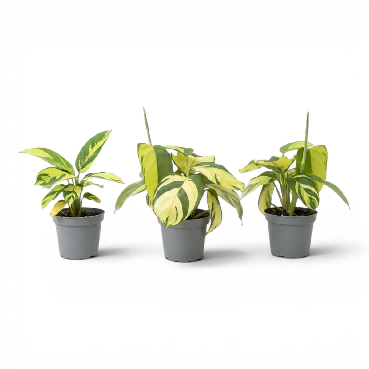 Ctenanthe lubbersiana Golden Mosaic baby plant with variegated leaves in a nursery pot.