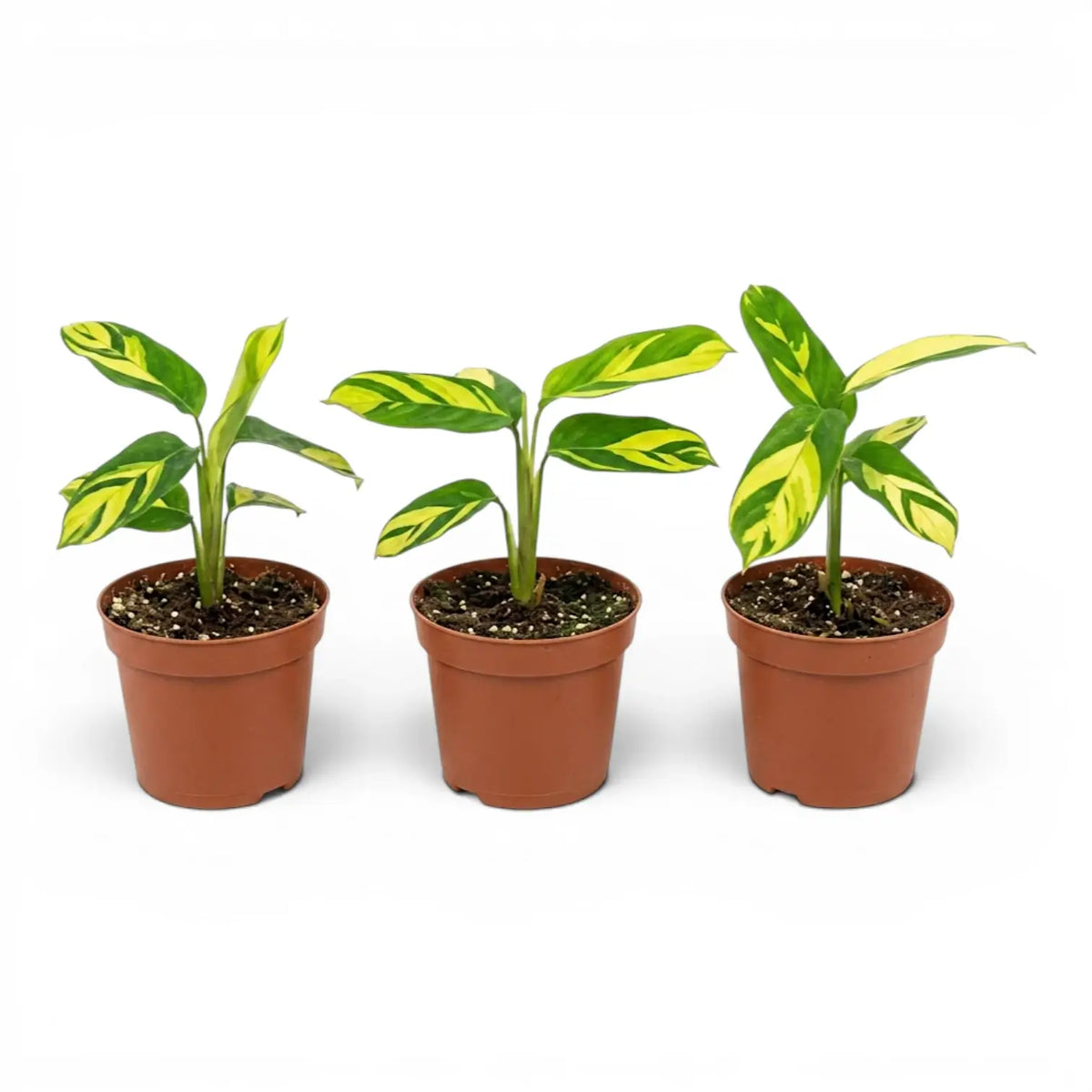 Ctenanthe lubbersiana Golden Mosaic baby plant with variegated leaves in a nursery pot.